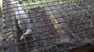 Ферма где разводят норку