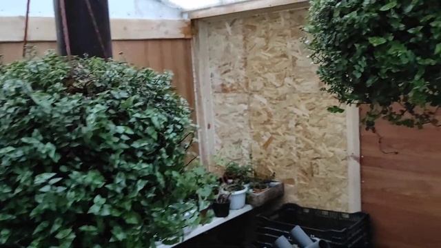 Каллизия ползучая (мелколистная, репенс). Обзор 22 февраля 2021 г. смотреть онлайн