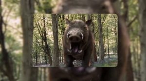 Не Троньте Их Детей: Кабан - свирепая и бесстрашная лесная машина!