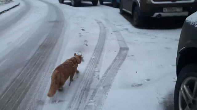 кот идет домой 🐈 смотреть онлайн