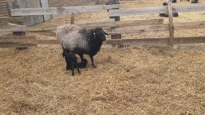 Окот овец продолжается ? Апрель 2022