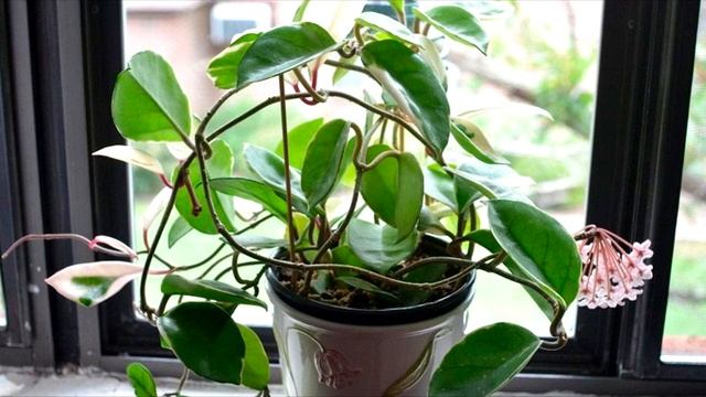 Виды и сорта хойи с фото и названиями смотреть онлайн