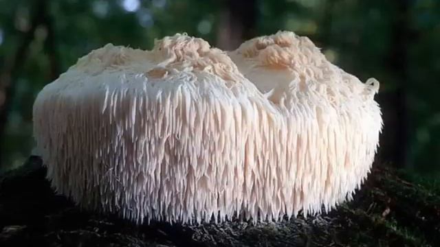 10 самых необычных грибов смотреть онлайн