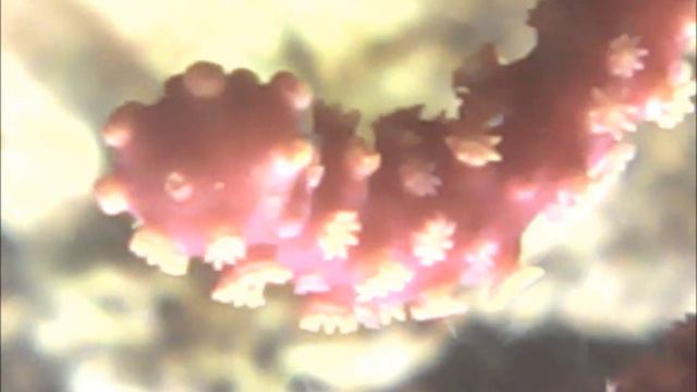 Горгонария смотреть онлайн