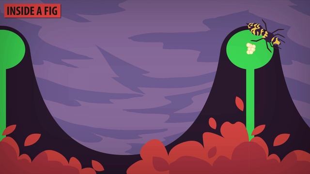 Why do figs have a dead wasp inside? Fig Wasp Pollination Explained смотреть онлайн