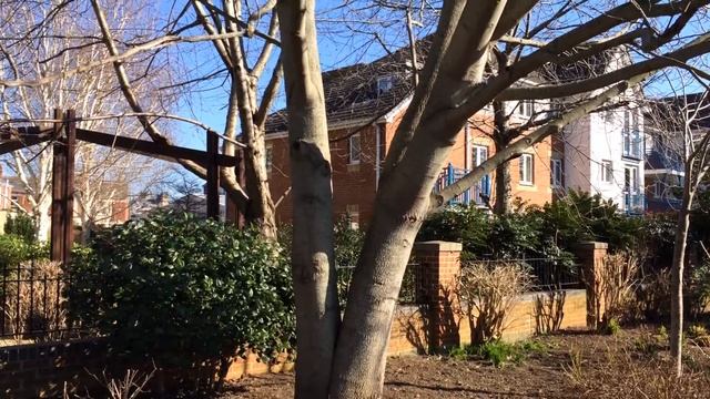 Tulip Tree (Liriodendron Tulipifera) - Trunk - February 2018