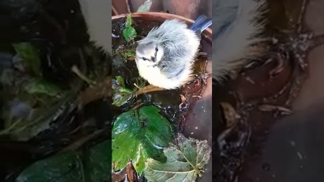 Птенец синички спит смотреть онлайн