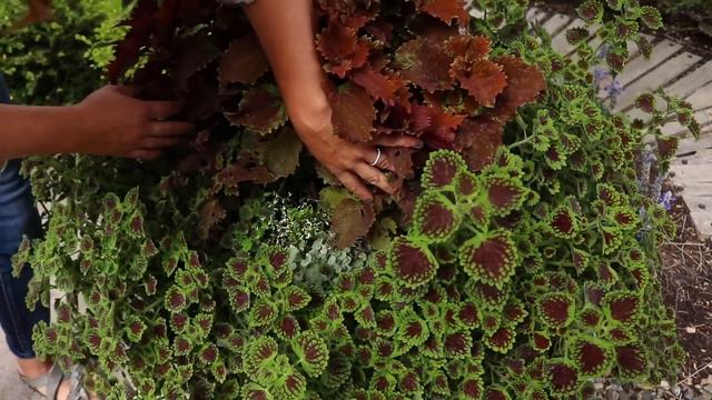 July Garden Tour 2019 🌿// Garden Answer смотреть онлайн