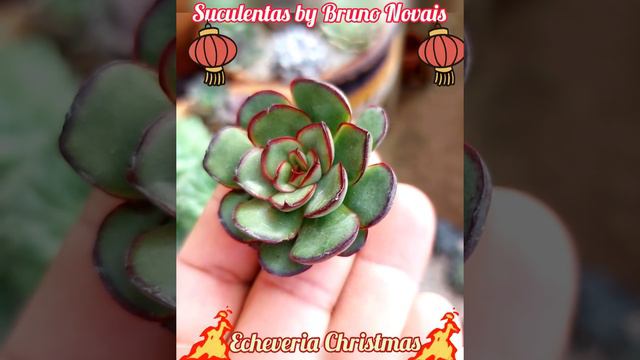 🌸Echeveria "Christmas"🌸 смотреть онлайн