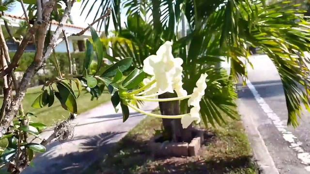 Brunfelsia lady of the night!Unique! Брунфелзия дамата на нощта! Уникална! смотреть онлайн