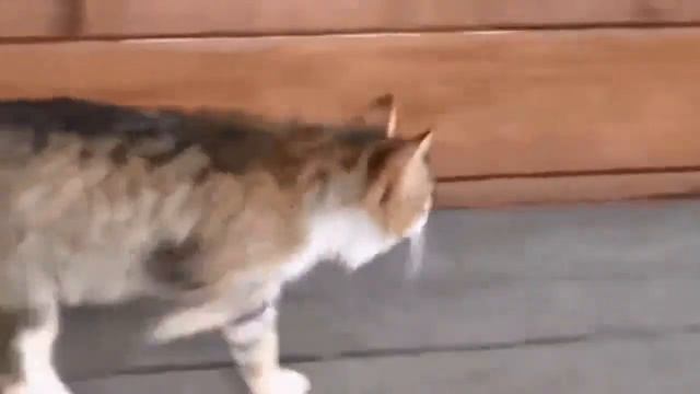 Котик топает смотреть онлайн