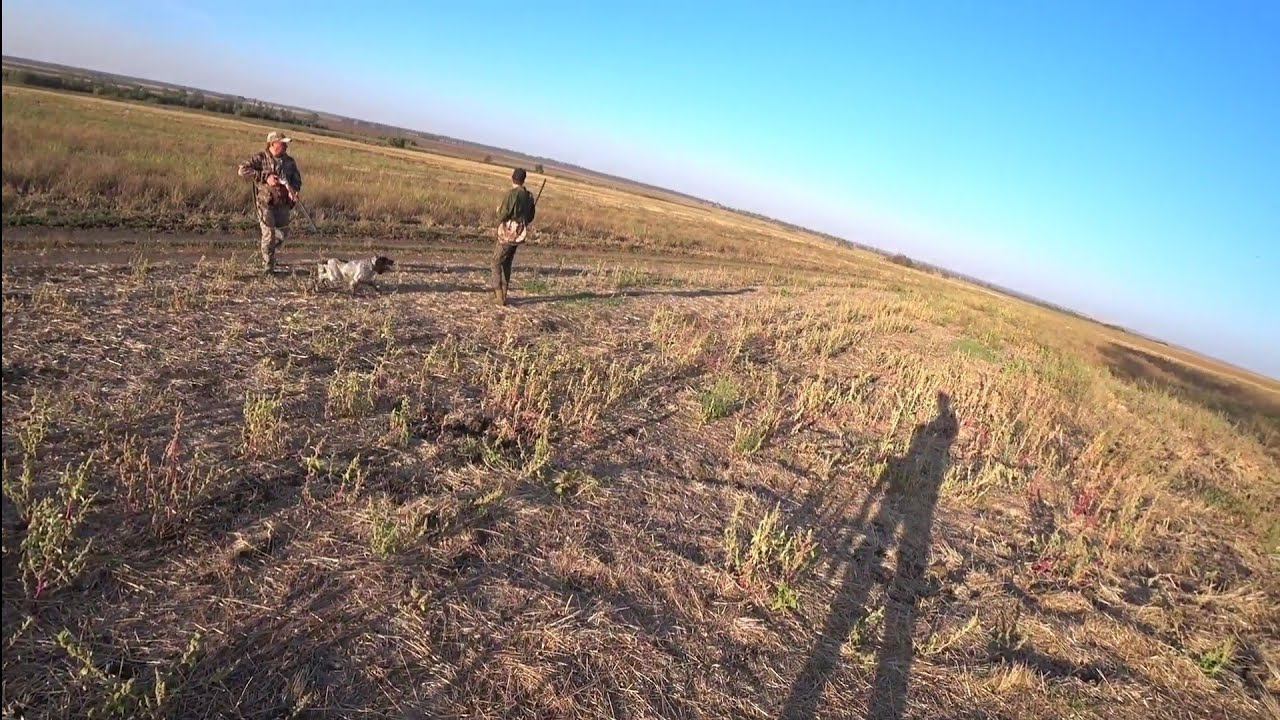 ВЫСТРЕЛ НА 100 МЕТРОВ! ТОЗ-34. Охота с Курцхаарами смотреть онлайн