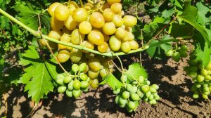 Виноград Бананас и виноград Мускат Диевский обзор формировка