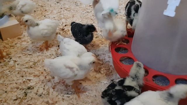 Паяльник. Игрушки. Ужасы нашего ЛПХ. Часть 1 смотреть онлайн