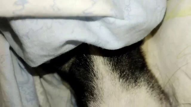 Постельная сцена ( съёмка из под одеяла). смотреть онлайн
