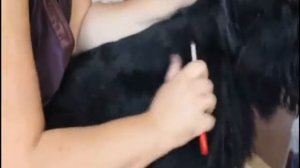 Стрижка скотч терьера. Тримминг скотч терьера. Trimming. Grooming Scotch Terrier