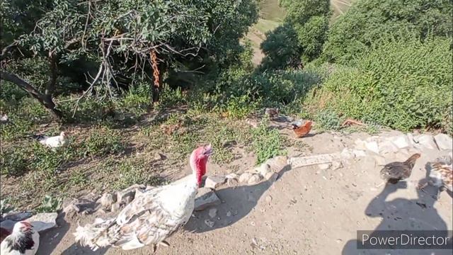 TOYUQLARIN VE HINDUSKALARIN QANADINI , QUYRUĞUNU QOPARTMAQ LAZIMDIR KOKELMESI UCUN смотреть онлайн