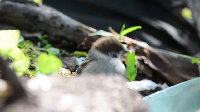 Забавные слетки полевого воробья.Пробуют все,что попало. Funny sparrows are trying to eat everythin смотреть онлайн
