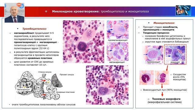 Частная гистология - лекция "Центральные органы кроветворения и иммунной защиты" смотреть онлайн
