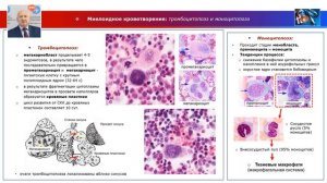 Частная гистология - лекция "Центральные органы кроветворения и иммунной защиты"