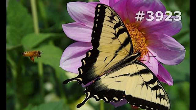 #3923. Бабочки (В мире животных) смотреть онлайн