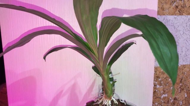 Орхидея Catasetum FDK After Dark Black Pearl And Catasetum Millenium Magic. April, 2 2021