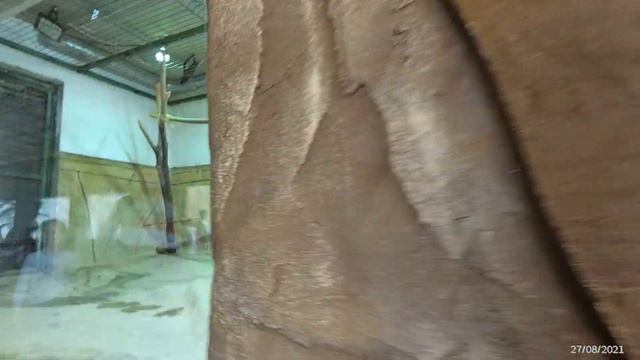 Калужский ЗООПАРК. Видео с "ВОЛЬНЫХ ХЛЕБОВ" смотреть онлайн