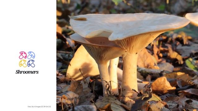 Mönchskopf (Infundibulicybe geotropa) | Sensorik | Praktisches Kurzprofil | Shroomers смотреть онлайн