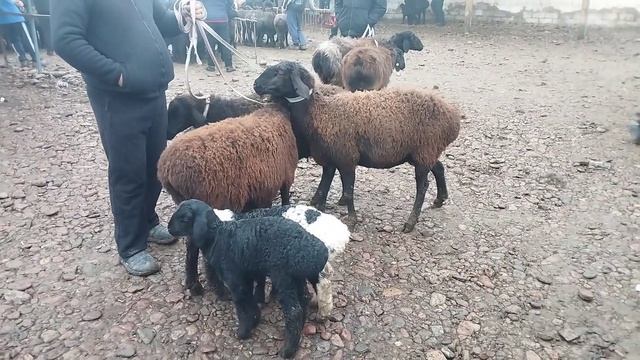 Toshkent Vil Oqqorg'on Tumani Alimkent Mol Bozori 27.01.2024