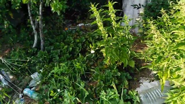 Ч. 52. Первый сладкий абрикос. 20.07.20 смотреть онлайн