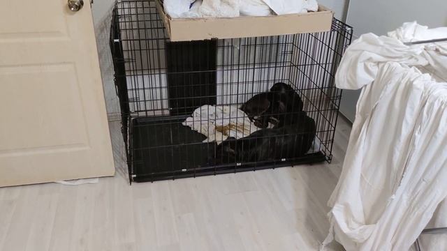 Вернулся с работы Дома ужас!!! смотреть онлайн