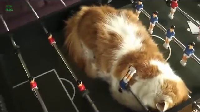 спящие коты смотреть онлайн