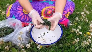 Иван чай. Сбор, заморозка, ферментация.