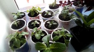 Гелиотроп рассадой период посева