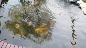 😱О НЕЕТ. ПОМУТНЕЛА ВОДА В ПРУДУ. ЧТО ДЕЛАТЬ? ПРОВЕРЯЕМ ТЕОРИЮ.