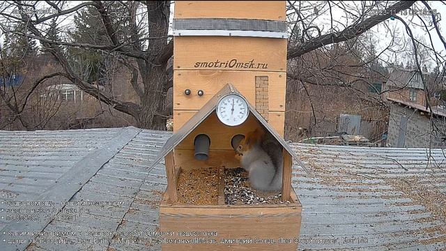 Сегодня белочке повезло- семечек много #Омск Russia, Siberia смотреть онлайн