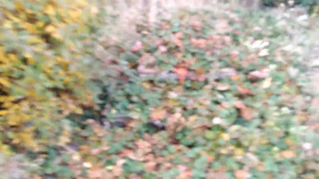 Зола осенью на даче, применение. 15.10.22.Сев.Казахстан.Ч.451. смотреть онлайн