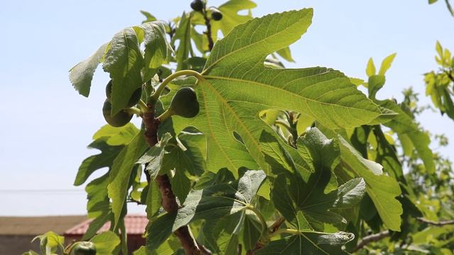 Bakı bağları yaz 2022 Baku summer houses spring 2022 Бакинские дачи весна 2022 смотреть онлайн