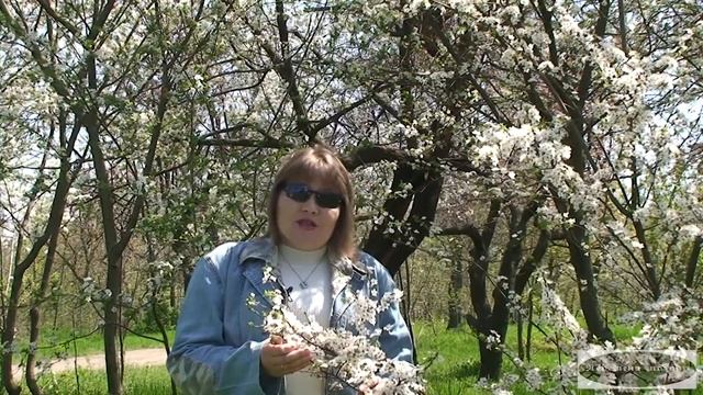 "В весеннем саду" - (Авторское стихотворение. Поэзия для души.) смотреть онлайн