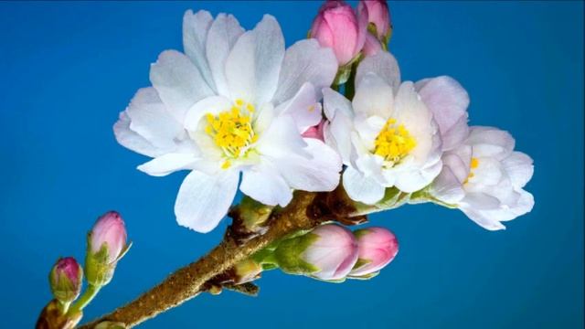 Смысловая составляющая телепатического общения.