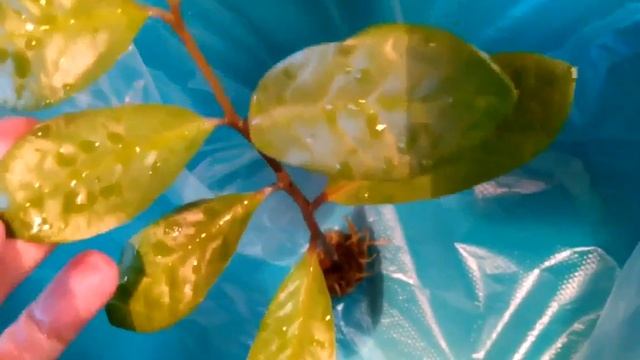 Замиокýлькас/Долларовое Дерево-3. Размножение! Укоренение ветки в воде – клубень, корешки смотреть онлайн