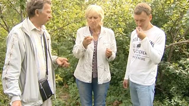 2015 09 22 Дегустация персиков у Лотенкова смотреть онлайн