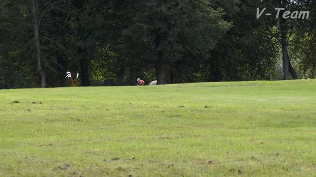 Whippet Vasuru Taffi's Barcelona (R). Twin Cup 2017, Latvia. смотреть онлайн