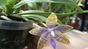 Видовые фаленопсисы. Lueddemanniana coerulea, manii black, stuartiana. Победа над 1.7