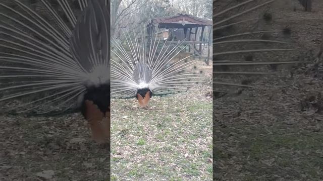 Брачный танец павлина// Peacock mating dance. смотреть онлайн