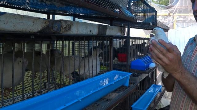 Проблемы содержания. Подмосковный белый гигант и Танюшкин бройлерный фараон. смотреть онлайн