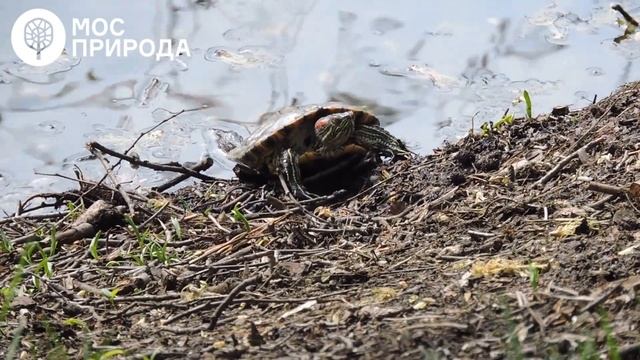 В водоёмах природных территорий Москвы живут черепахи смотреть онлайн