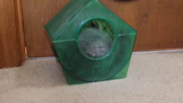 Things to do With Your Chinchilla смотреть онлайн