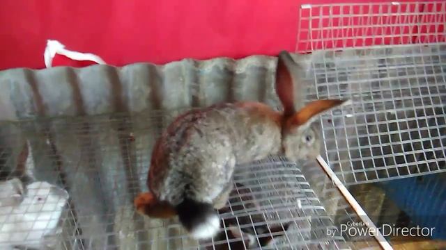 Обзор моего хозяйства. Новые кролики великаны( ризен,фландр). смотреть онлайн