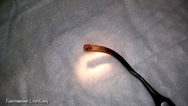 Ушной клещ. Питомник ChinDeg